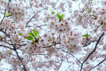 Close up sakura cherry blossom background at Chiyoda park, Tokyo, Japan
