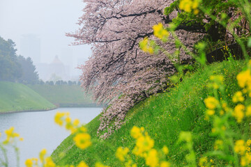 Sakura cherry blossom with yellow flower at Chiyoda par, Tokyo, Japan