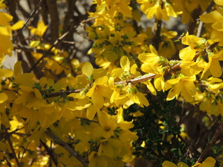 Flores amarillas