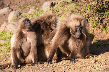Gelada baboons (Theropithecus Gelada) grooming each other, Simien mountains national park, Amhara region, North Ethiopia