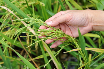 The hand that is holding the grain of Rice