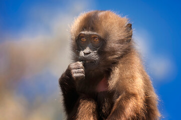 Baby Gelada baboon (Theropithecus Gelada), Simien mountains national park, Amhara region, North Ethiopia