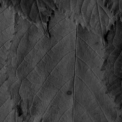 Dark leaves background. Natural black organic texture.