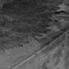 Dark leaves background. Natural black organic texture.