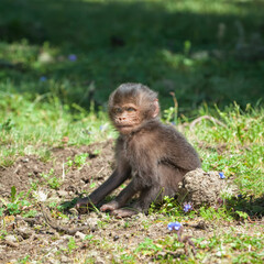 Baby Gelada baboon (Theropithecus Gelada), Simien mountains national park, Amhara region, North Ethiopia