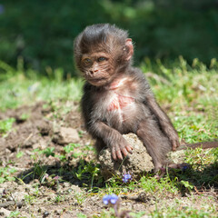 Baby Gelada baboon (Theropithecus Gelada), Simien mountains national park, Amhara region, North Ethiopia