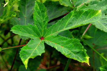 Big Closeup leaf of Flower of okra in the planting field