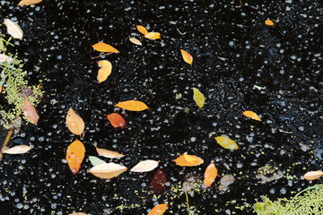 Fototapeta na wymiar Leaves fall down on the black water surface