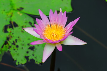 Closeup Colorful Nymphaea in the pond