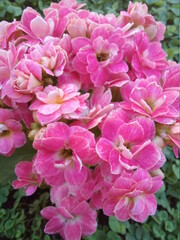 pink hydrangea flowers
