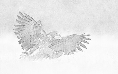 White tailed eagle (Haliaeetus albicilla) - sketch