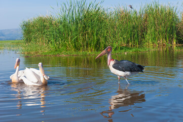White pelicans (Pelecanus onocrotalus) and Marabou Storks (Leptoptilos crumeniferus), Awasa harbor, Ethiopia