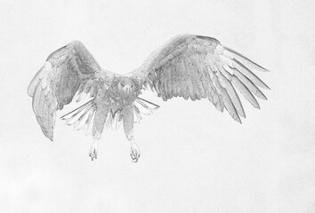 White tailed eagle (Haliaeetus albicilla) - sketch
