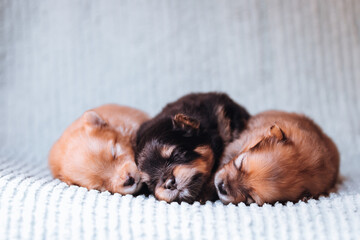 Pomeranian baby posing. Small pomeranian puppy.