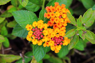Closeup Colorful Lantana camara flowers in garden