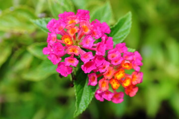 Obraz premium Closeup Colorful Lantana camara flowers in garden