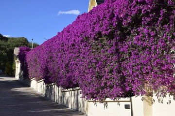 ściana kwiatów © Zuzanna