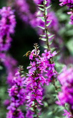 Wild inflorescence of blooming Lythrum salicaria flower.