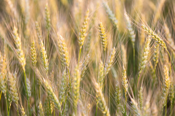 Fototapeta premium Ears of rye in the field before harvesting