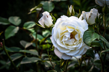 sah ein Knabe ein Röslein stehen