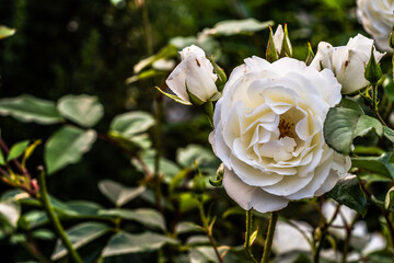 sah ein Knabe ein Röslein stehen