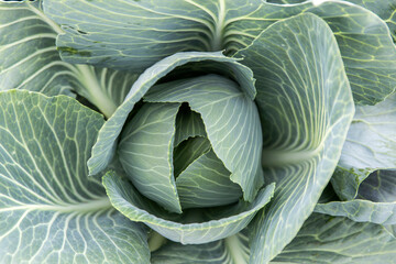Obraz premium cabbage Harvest in the field. Agricultural industry.