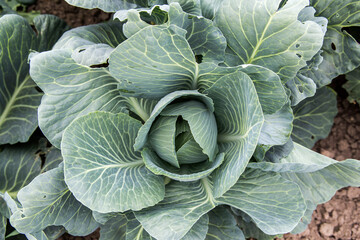cabbage Harvest in the field. Agricultural industry.