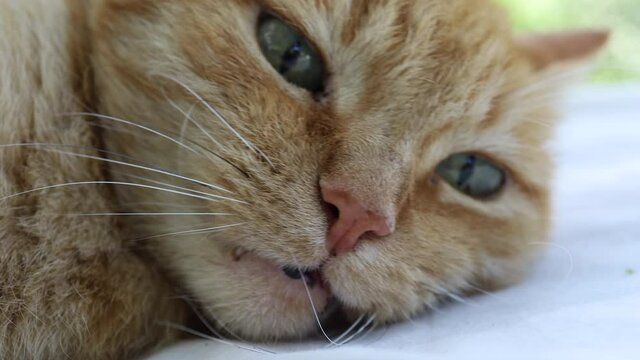 Big red old or senior country cat dozing off and sleeping with his eyes half open on a white cushion under a tree. Relaxation and summer laziness, easy living. 