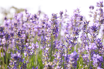 Beautiful blooming lavender field on summer day, closeup