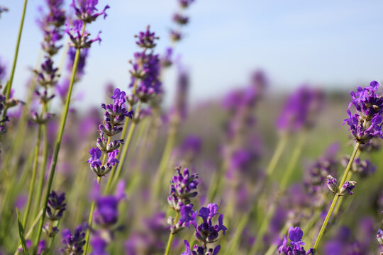 Beautiful blooming lavender field on summer day, closeup © New Africa