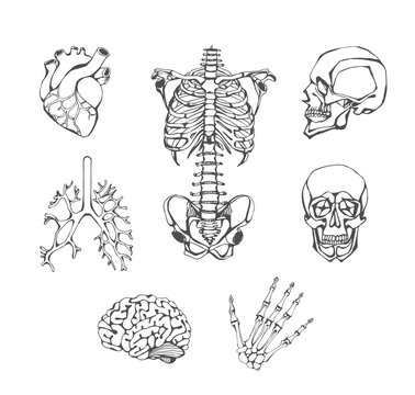 Set of human skeleton and anatomy elements. Vector Hand drawn illustration.