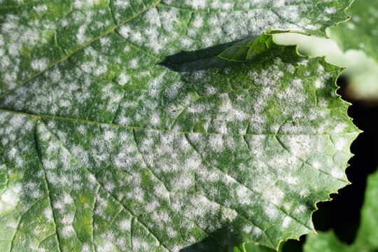 Fungal disease Powdery mildew on zucchini foliage close up