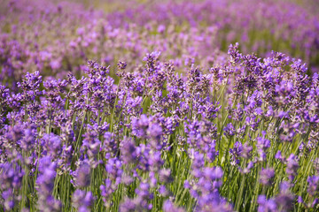 Fototapeta premium Beautiful blooming lavender field on summer day