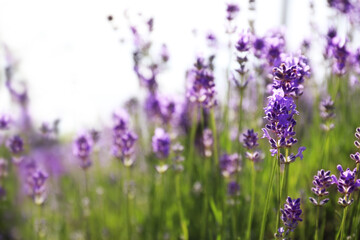 Fototapeta premium Beautiful blooming lavender field on summer day, closeup