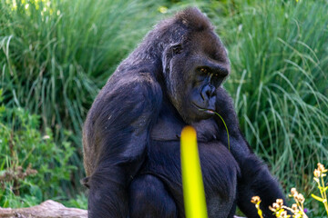 gorilla looking at camera