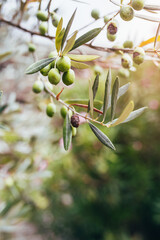 Several ripe olives on a tree branch - harvest season