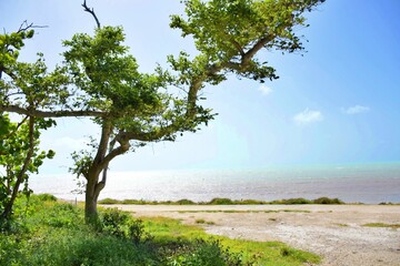 Fototapeta na wymiar BEACH TREE