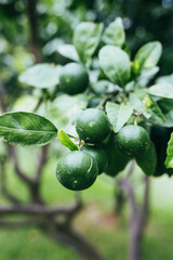 Lime fruit on a tree branch in the garden - orchard
