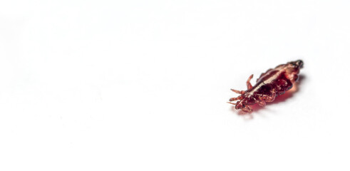 Brown head lice louse on a isolated white background. Copy space for text