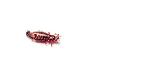 Brown head lice louse on a isolated white background. Copy space for text