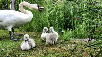 swans on the lake