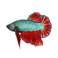 Betta fish isolated on white background 