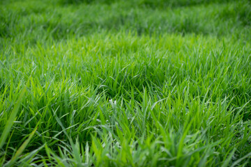 close up of fresh green grass filed background
