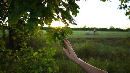 Woman touches oak leaves in the park at sunset. Slow motion