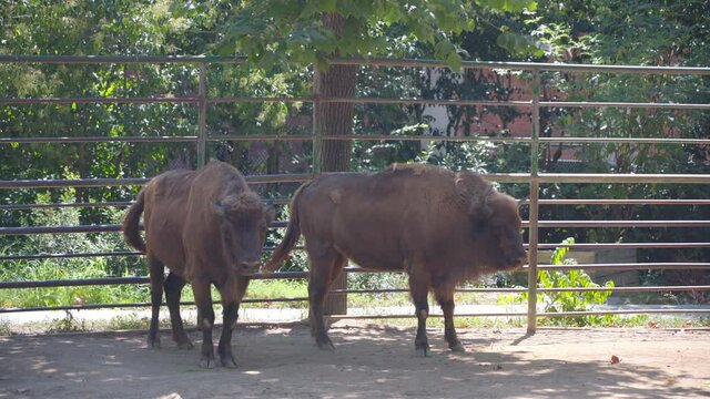 two bison are standing side by side
