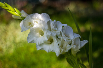 white gladiolus