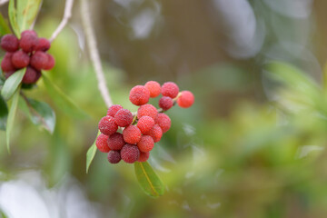 Red fruits of Japanese bayberry, on the branch