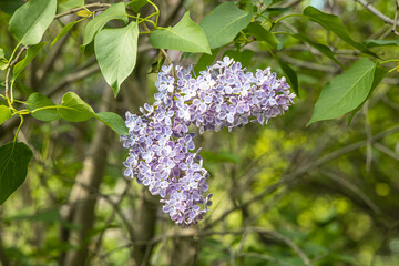 Branch of lilac with green leaves and buds blooms on a green blurred background in summer