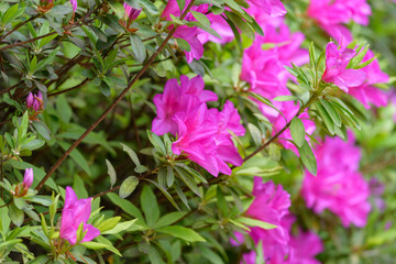 Pink azalea flower, in full bloom, Rhododendron