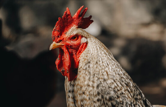 Rooster in the farm